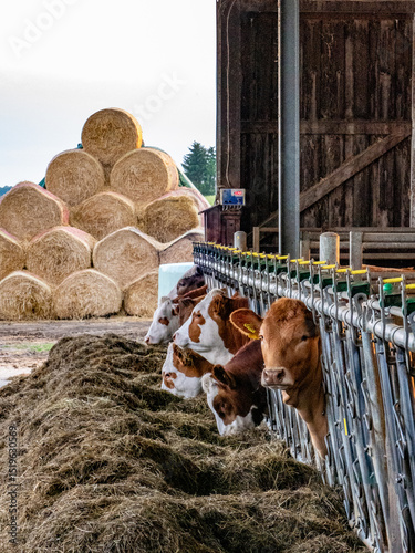 Kühe und Rinder fressen Kraftfutter im Kuhstall photo
