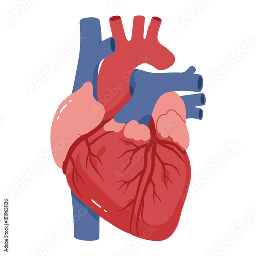Anatomical illustration of a human heart showcasing arteries and veins in vibrant colors