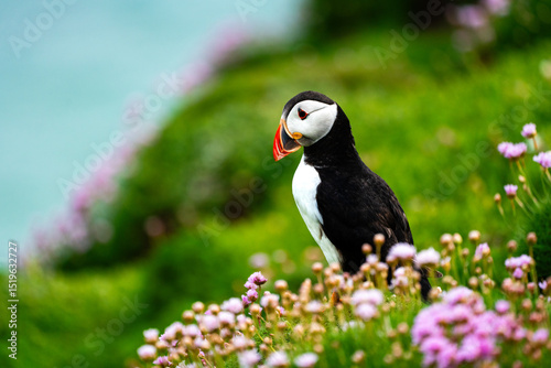 Papageientaucher im Blütenmeer auf Saltee Island  Profilansicht