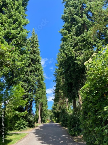 Weg im Park  zwischen Bäumen unter blauem Himmel photo