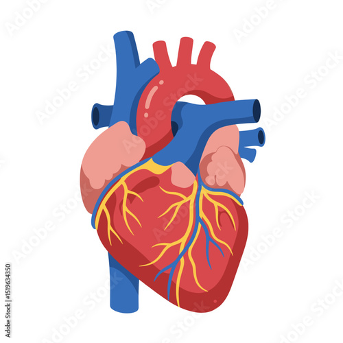 Colorful illustration of a human heart with arteries and veins, showcasing anatomy
