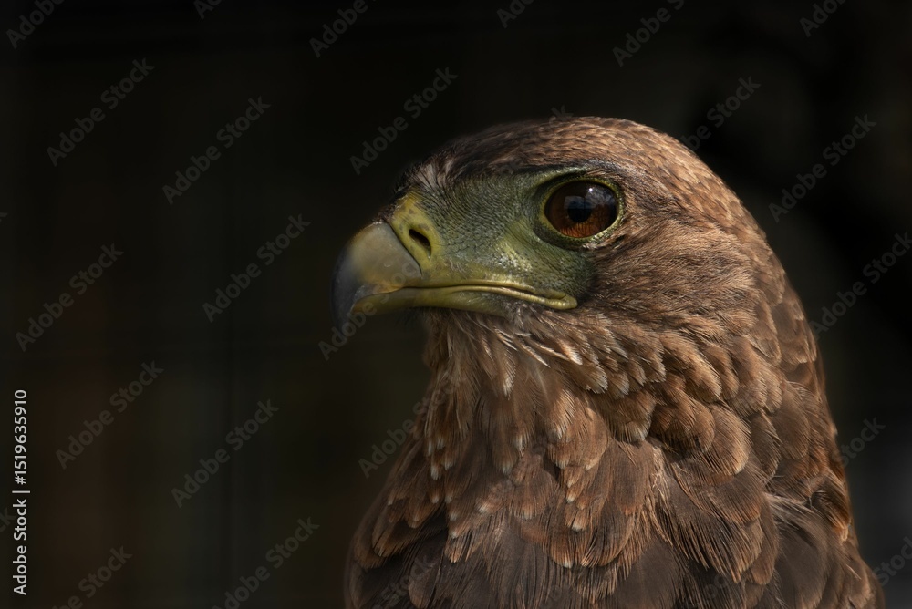 Fototapeta premium Majestic Eagle Close-Up