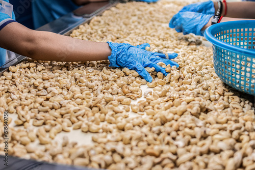 workers sorting cashew nuts at modern industrial agriculture factory in cambodia
