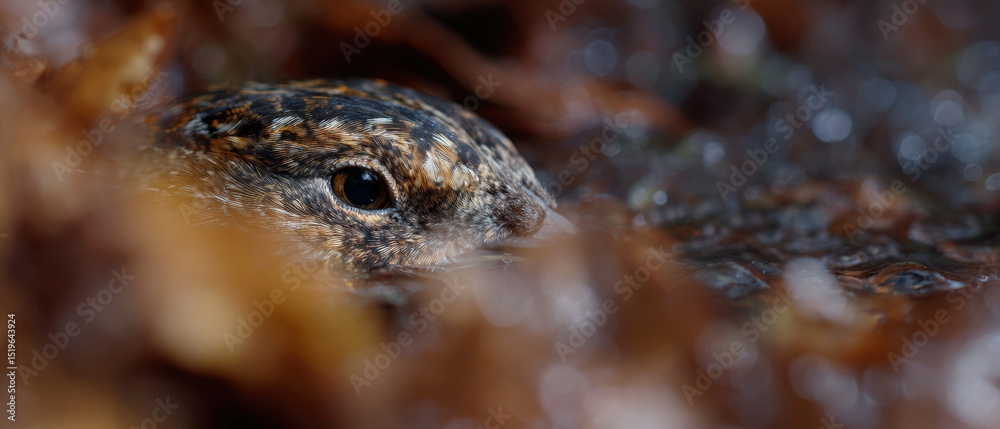 Naklejka premium Bird eye peeks through fallen leaves near stream