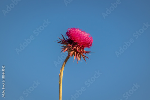 Close up of a milk thistle flower against a blue sky background. Natural and organic superfood product made from wild flowers.