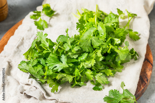 Organic Raw Green Cilantro Herbs
