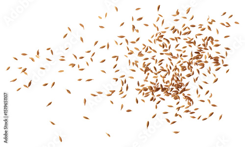 Caraway grains scattered isolated on white, cumin seeds flying, vector illustration, spices, organic seeds, cooking herbs, healthy foods, flavor enhancers, aromatic kitchen ingredients.