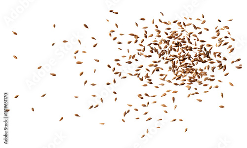 Cumin seeds flying, caraway grains scattered isolated on white, vector illustration, spices, organic ingredients, herb seeds, culinary spices, aromatic herbs, food decoration, kitchen essentials.