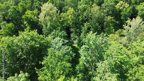 high flight over green spring or summer forest in europe