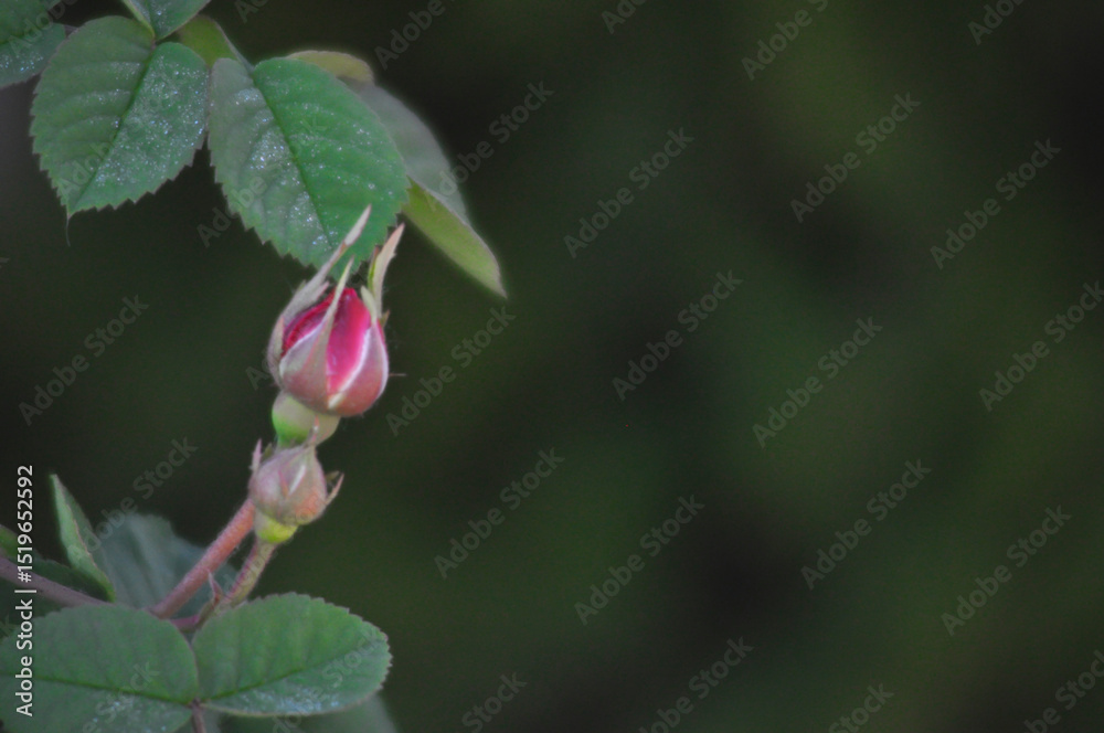 Rose flower Rose flower