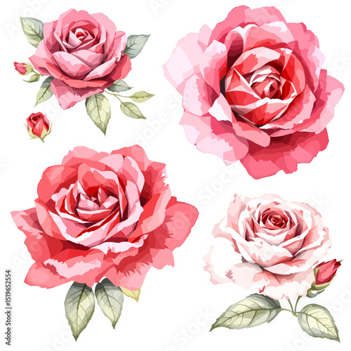 Watercolor rose flower clipart. Watercolour floral illustration