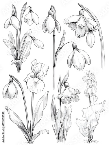 A detailed botanical illustration showcases various snowdrop and other sp flower sketches in elegant black and white ink drawings.
