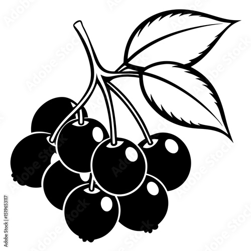 Simple Chokeberry Illustration – White Background