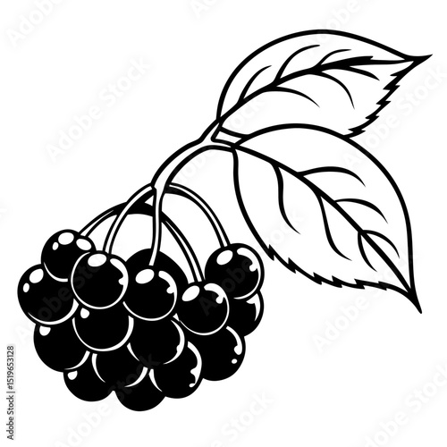 Simple Chokeberry Illustration – White Background