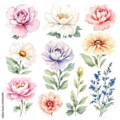 Watercolor flowers hand drawn floral illustration set on white background