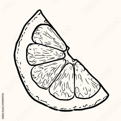 Minimilist hand drawn illustration of a citrus fruit slice with visible segments and a thick outline on a white background vector