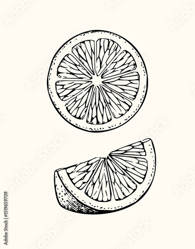 Minimilist illustration of a sliced lemon with visible segments and a lemon wedge in black and white style art vector
