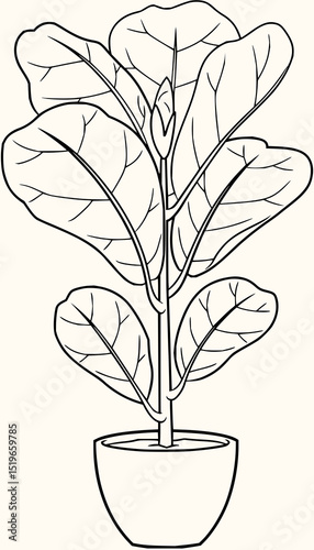 Minimilist outline illustration of a potted fiddle leaf fig plant with large leaves and a simple pot design vector