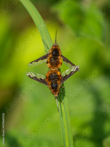Dark-edged Bee-flies Mating on Grass Stem photo