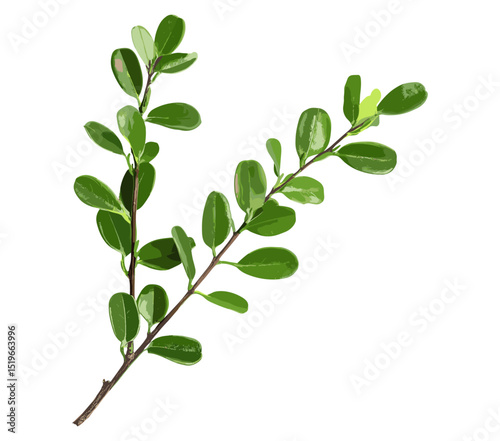 Green boxwood branch isolated on white background, vector illustration, natural plant, botanical leaves, garden decoration, fresh foliage, greenery, isolated leaves, eco-friendly design.