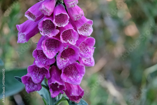 GR 34 le sentier des douaniers en Bretagne en France : de Fréhel à Plurien (flore)