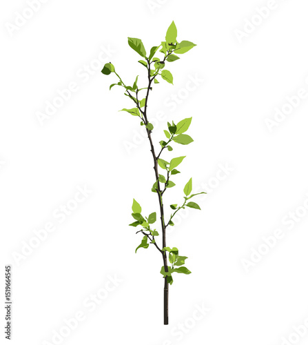 Elm tree branch with leaves isolated on white background, vector illustration, green twig, clipping path, tree foliage, botanical vector, fresh green leaves, nature design, outdoor scene.