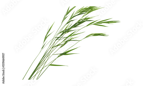 Reed isolated on white background, green grass, texture, clipping path, vector illustration, grass texture, eco design, nature art, clean background, outdoor plant, environmental design.