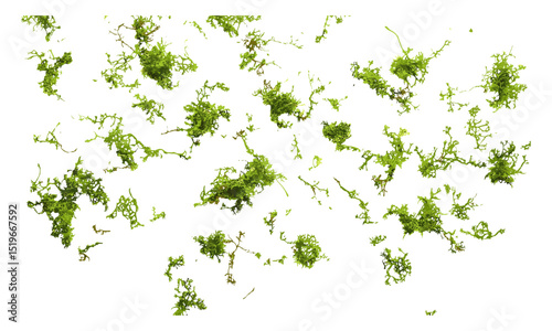 Green moss on white background, scattered, top view, vector illustration, nature pattern, fresh moss, organic texture, botanical design, natural elements, plant texture.