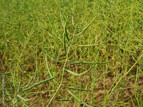 Unripe green rapeseed pods on a post-bloom field in summer. Copy space. Space for texts an designs photo