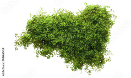 Top view of green moss piece on white background, vector illustration, botanical texture, nature background, eco moss, sustainable plants, plant texture, nature details, green nature texture.