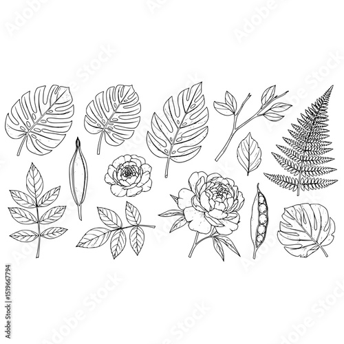 Botanical line art drawing with monstera leaves fern peony rose and foliage vector illustration design