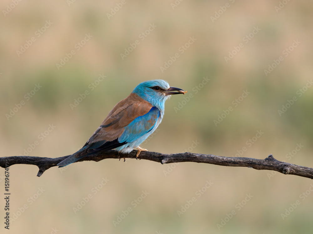 Fototapeta premium European roller, Coracias garrulus