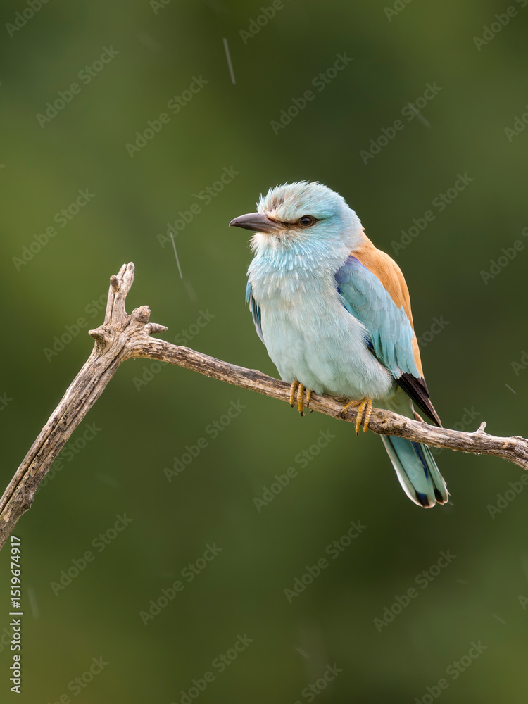 Obraz premium European roller, Coracias garrulus
