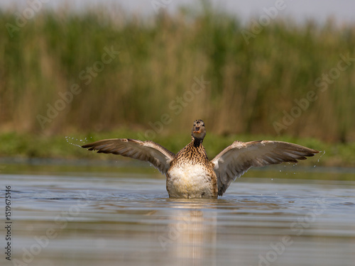 Gadwall, Anas strepera photo