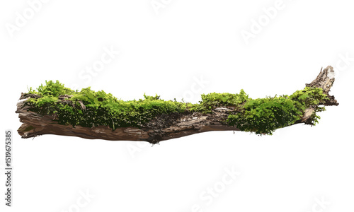 Green moss on rotten branch, dirt isolated on white background, side view, vector illustration, moss texture, nature background, environmental detail, organic material.