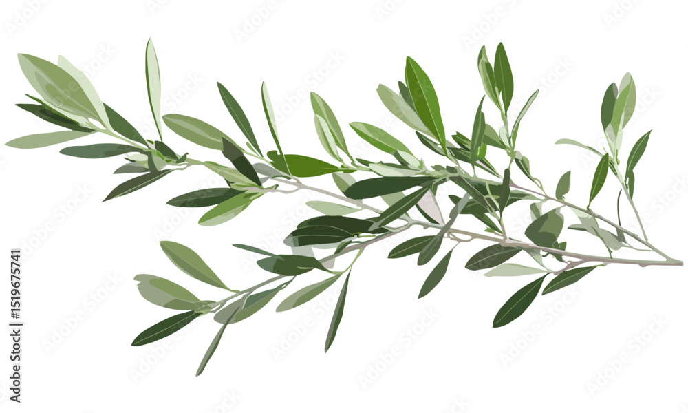 Fototapeta premium Olive tree with fresh green leaves isolated on white, vector illustration, plant branches, organic nature, green foliage, eco-friendly art, botanical, Mediterranean tree, nature illustration, leaves.