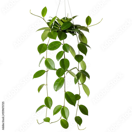 Wallpaper Mural Beautiful Hoya Linearis Indoor Hanging Plant With Lush Green Foliage	 Torontodigital.ca