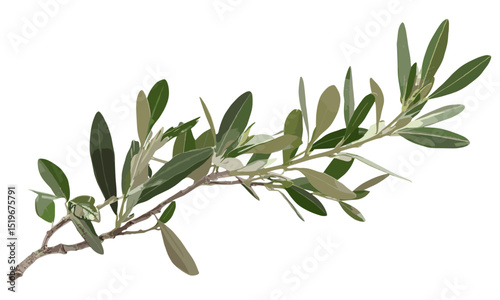 Olive tree, twigs with fresh green leaves isolated on white, vector illustration, isolated plant, nature illustration, organic, tree branches, eco-friendly, botanical design, spring leaves