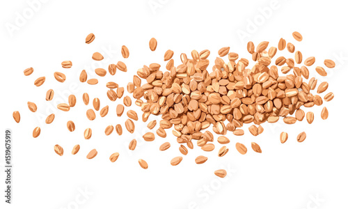 Organic spelt grains peeled isolated on white background, top view, vector illustration, healthy grains, whole grains, spelt wheat, natural food, organic nutrition.