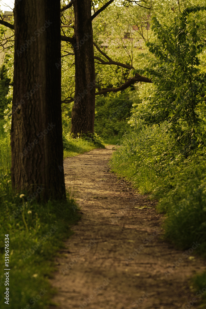 Fototapeta premium path in the woods