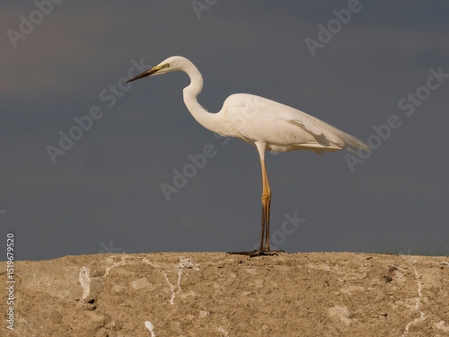 Great white egret, Ardea alba
