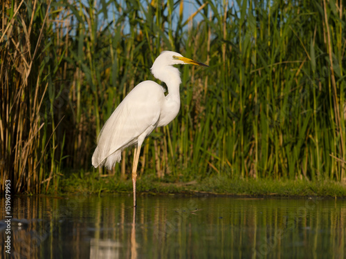 Great white egret, Ardea alba
