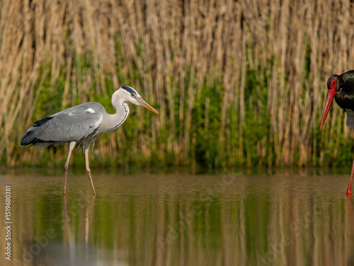 Grey heron, Ardea cinerea