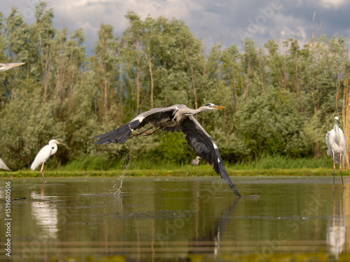 Grey heron, Ardea cinerea