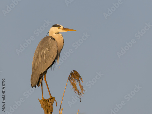 Grey heron, Ardea cinerea