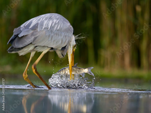 Grey heron, Ardea cinerea