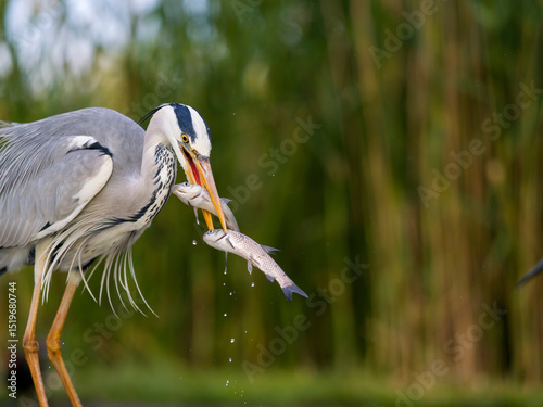 Grey heron, Ardea cinerea
