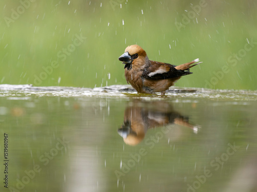 Hawfinch, Coccothraustes coccothraustes