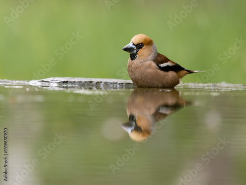 Hawfinch, Coccothraustes coccothraustes