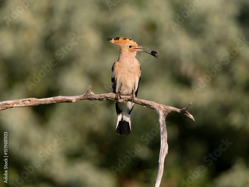 Hoopoe, Upupa epops